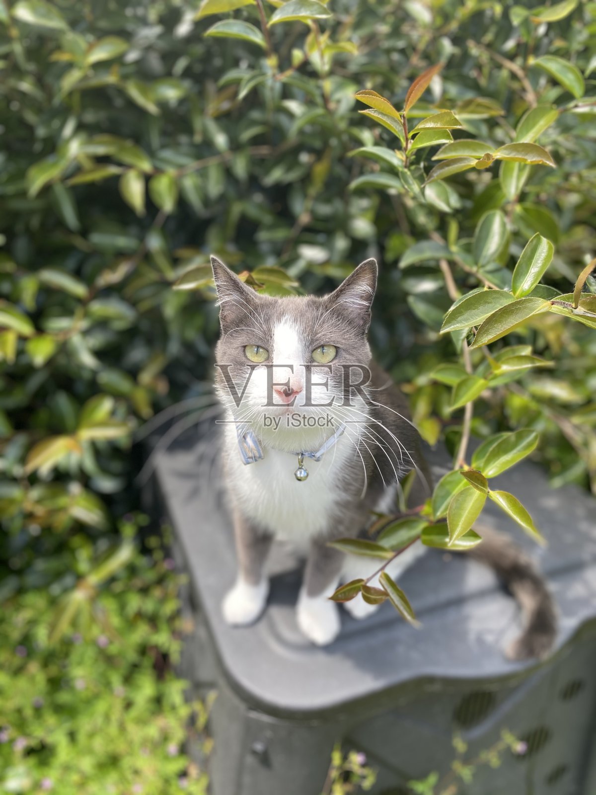 猫的生活5照片摄影图片