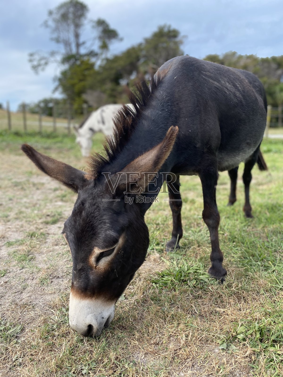 棕色的驴照片摄影图片