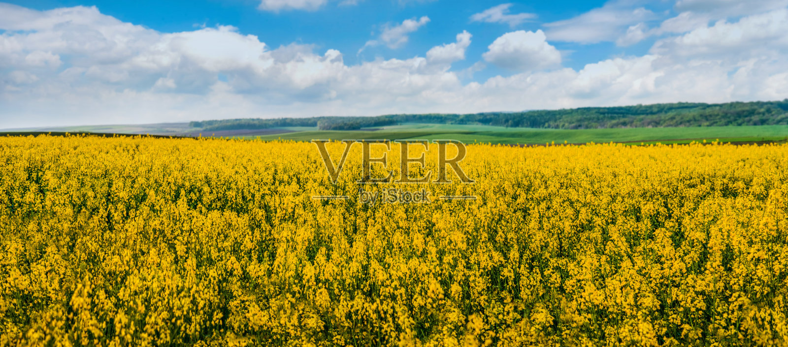田间开花的油菜籽在眼前，绿色的田野在地平线上。照片摄影图片