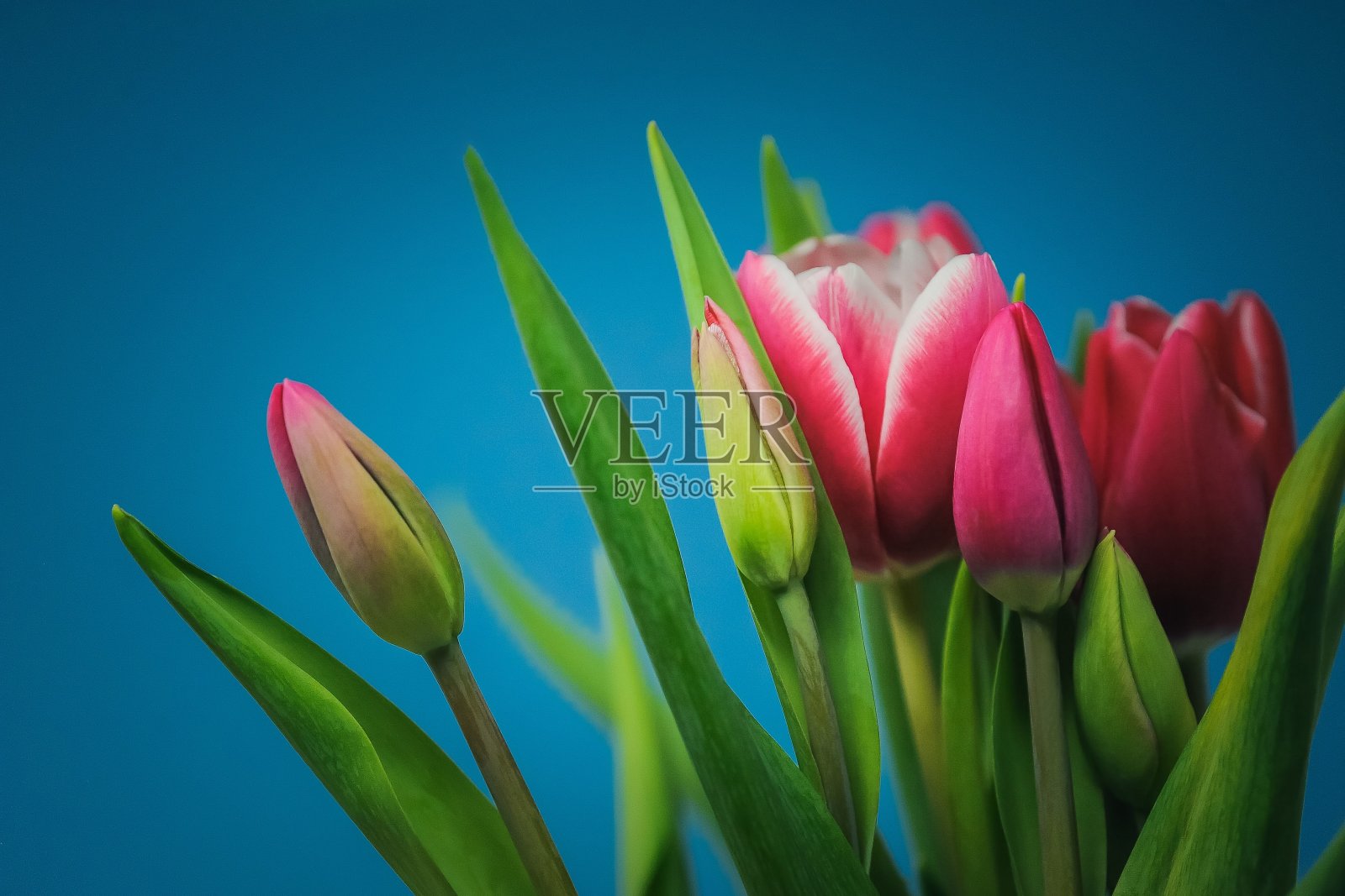 郁金香照片摄影图片