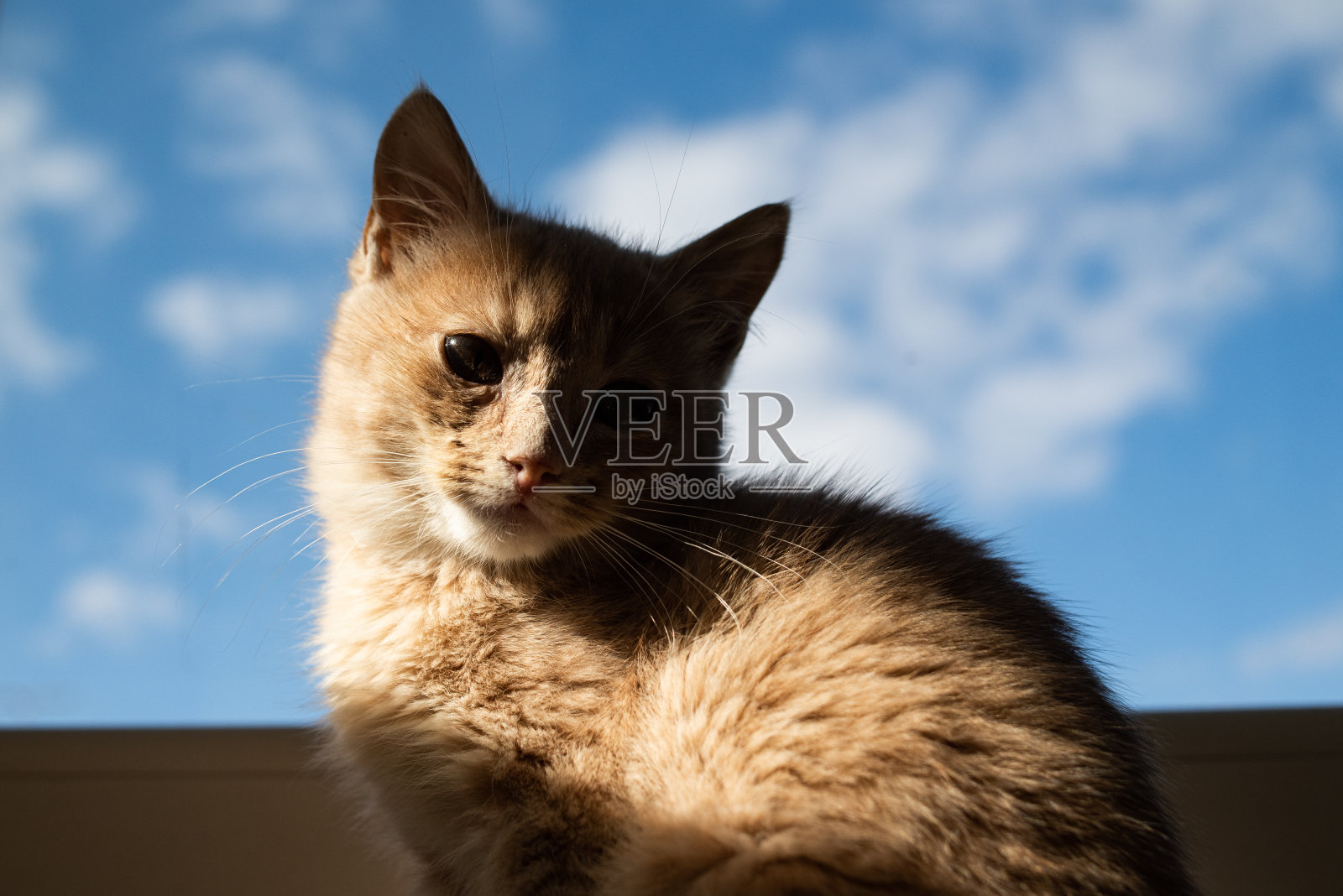 小猫在阳光下照片摄影图片