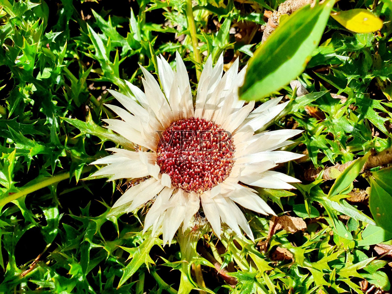 银蓟照片摄影图片