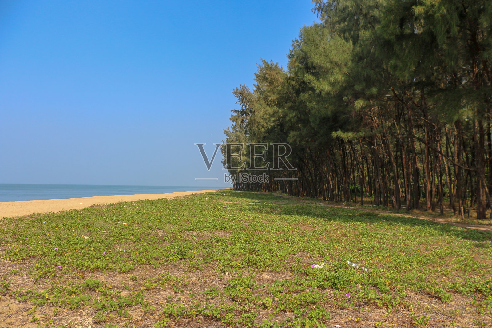 美丽的树木与大海的背景照片摄影图片