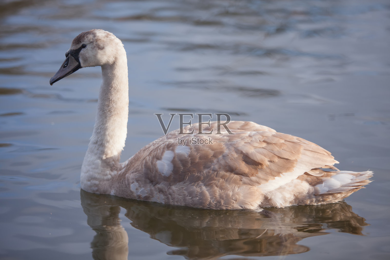 自然界中一只美丽的灰色天鹅的肖像照片摄影图片