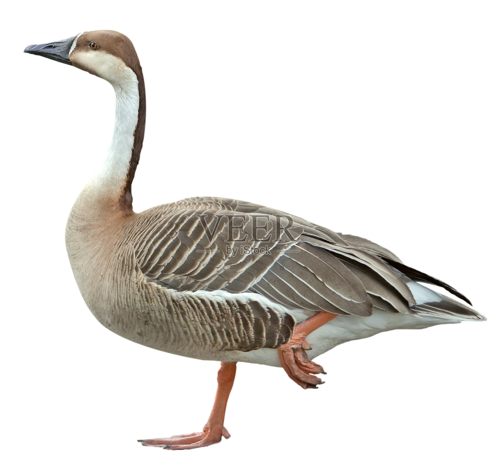 野鸭。在白色背景上隔离照片摄影图片