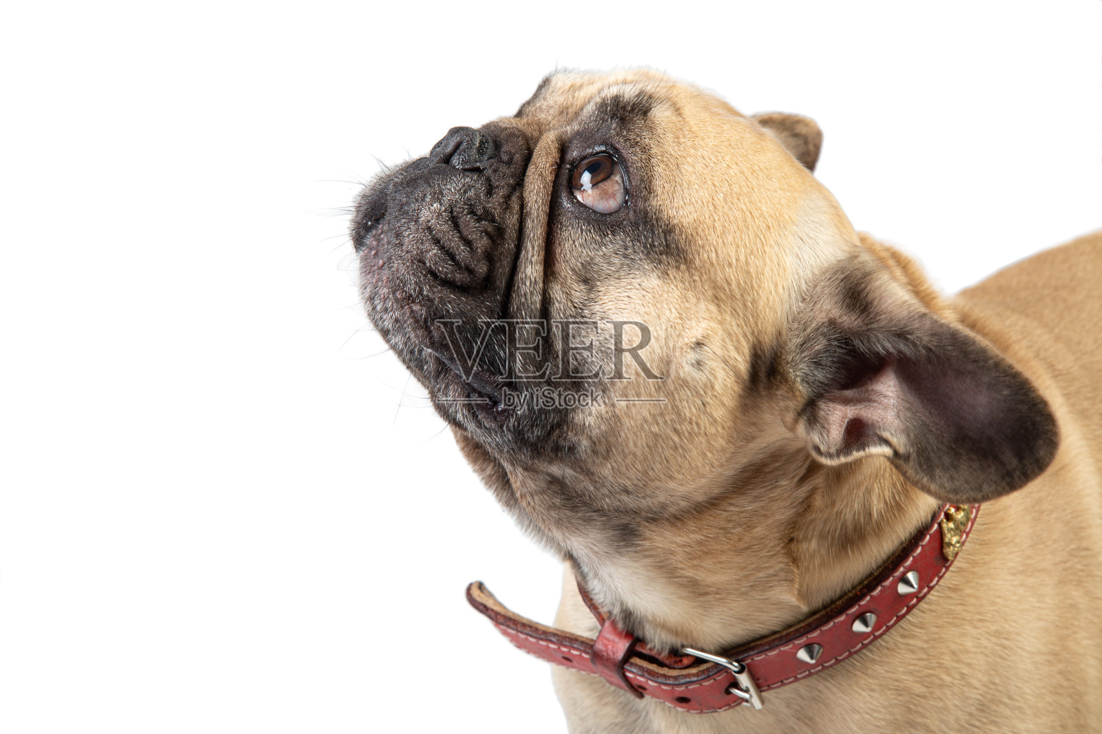 在白色的背景上抬头看的斗牛犬。照片摄影图片