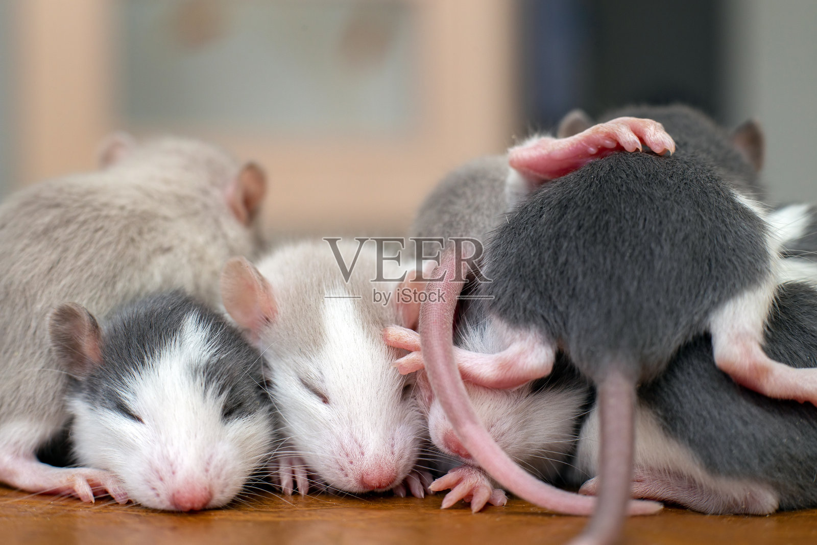 许多有趣的小老鼠宝宝一个盖着另一个在一起取暖。照片摄影图片