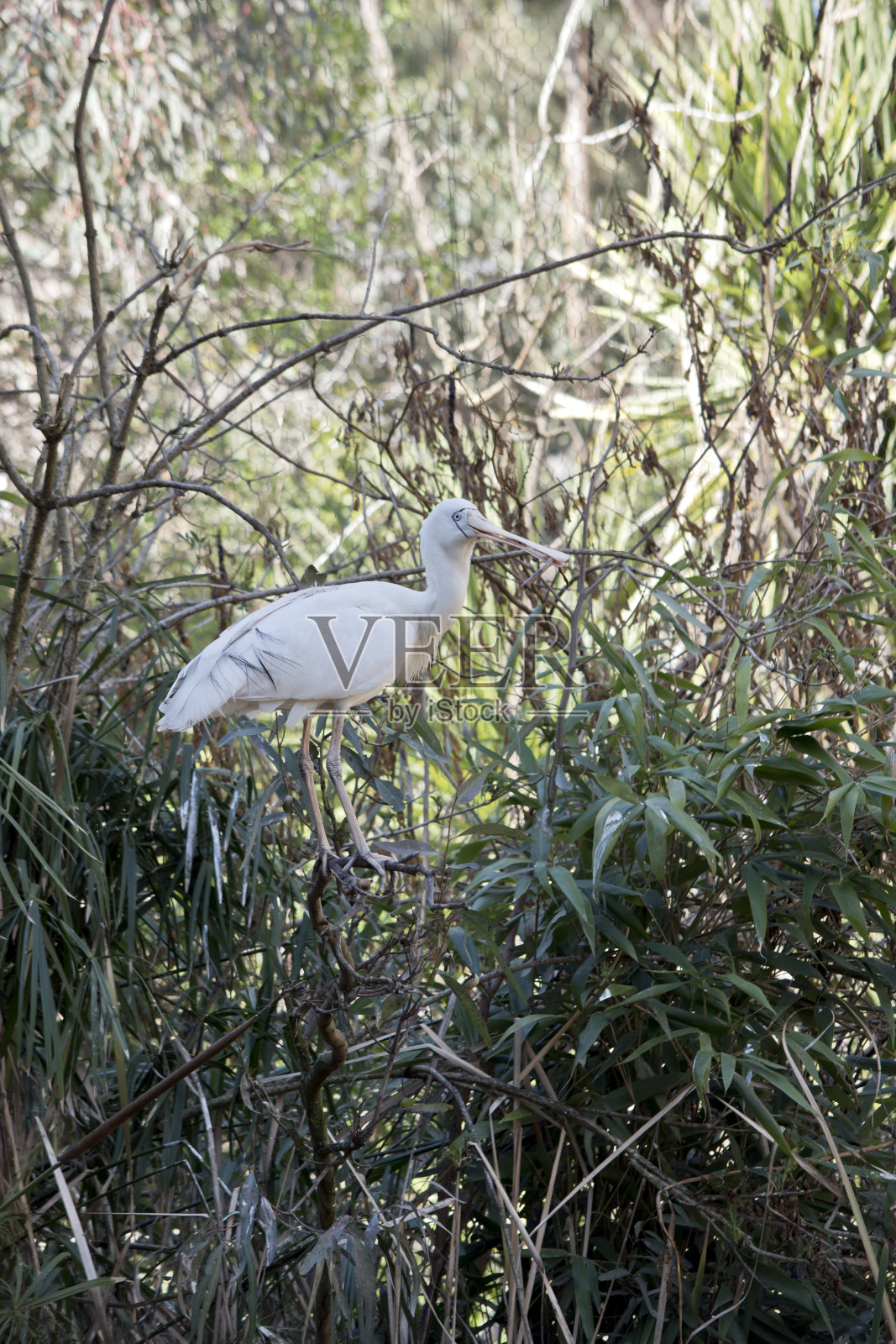 这只黄色的琵鹭的长嘴里叼着一根棍子照片摄影图片
