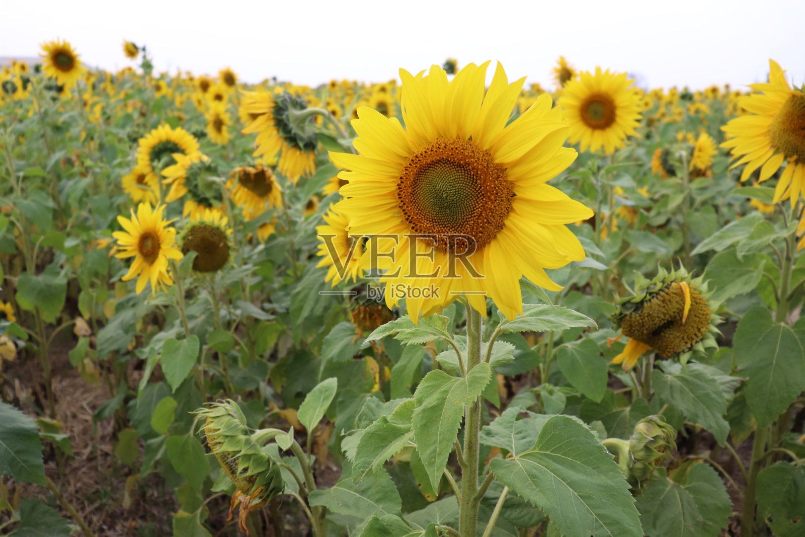 向日葵在美好的一天。照片摄影图片
