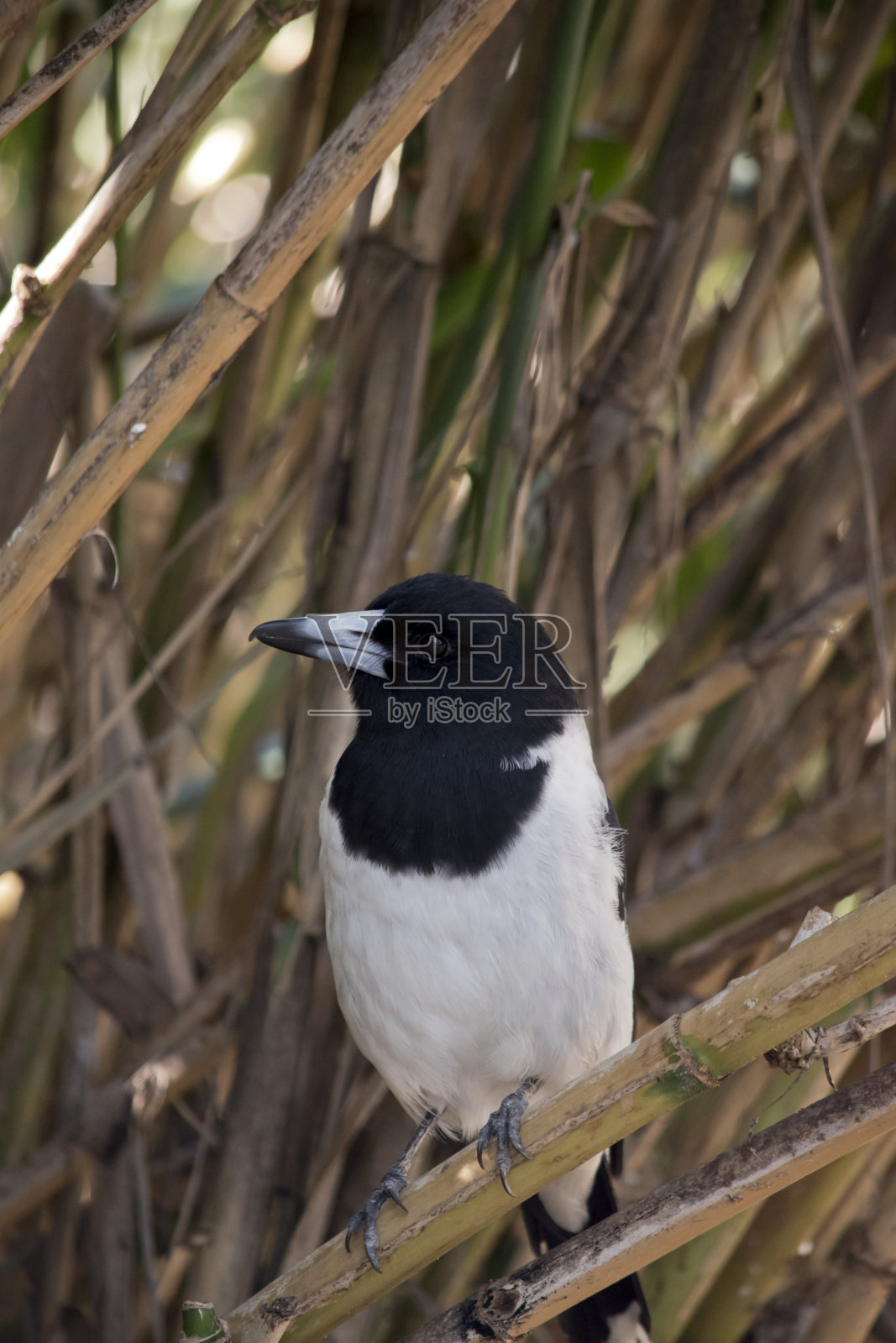 彩衣屠夫鸟有一个黑色的头和白色的身体。它的喙是灰色的，尖是黑色的照片摄影图片