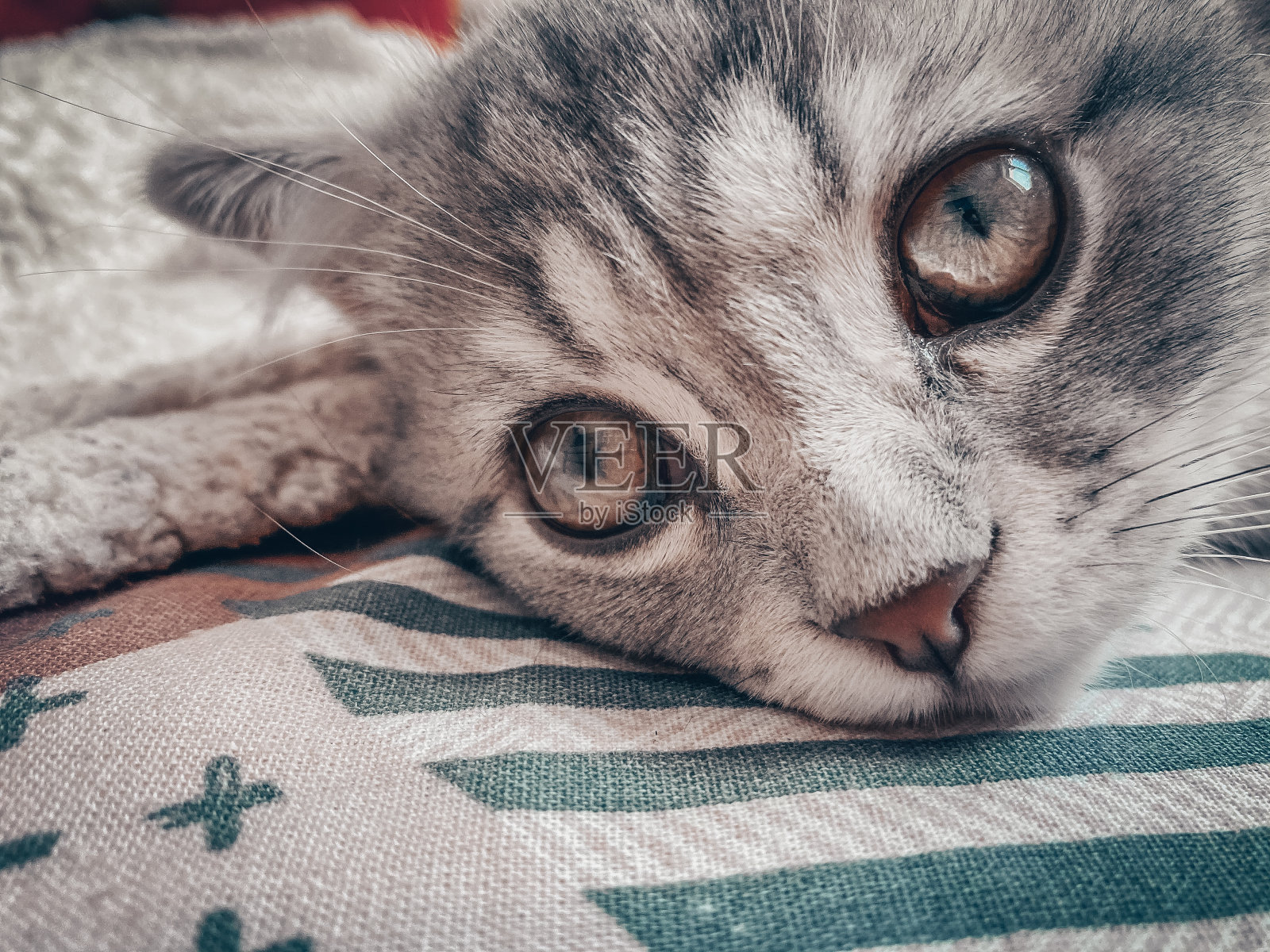 可爱的苏格兰猫，三个月大的小猫照片摄影图片