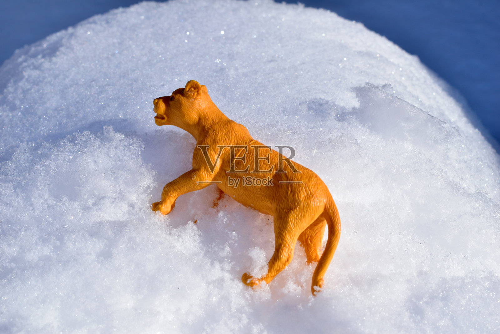 一只黄色的母狮子躺在雪堆上。照片摄影图片