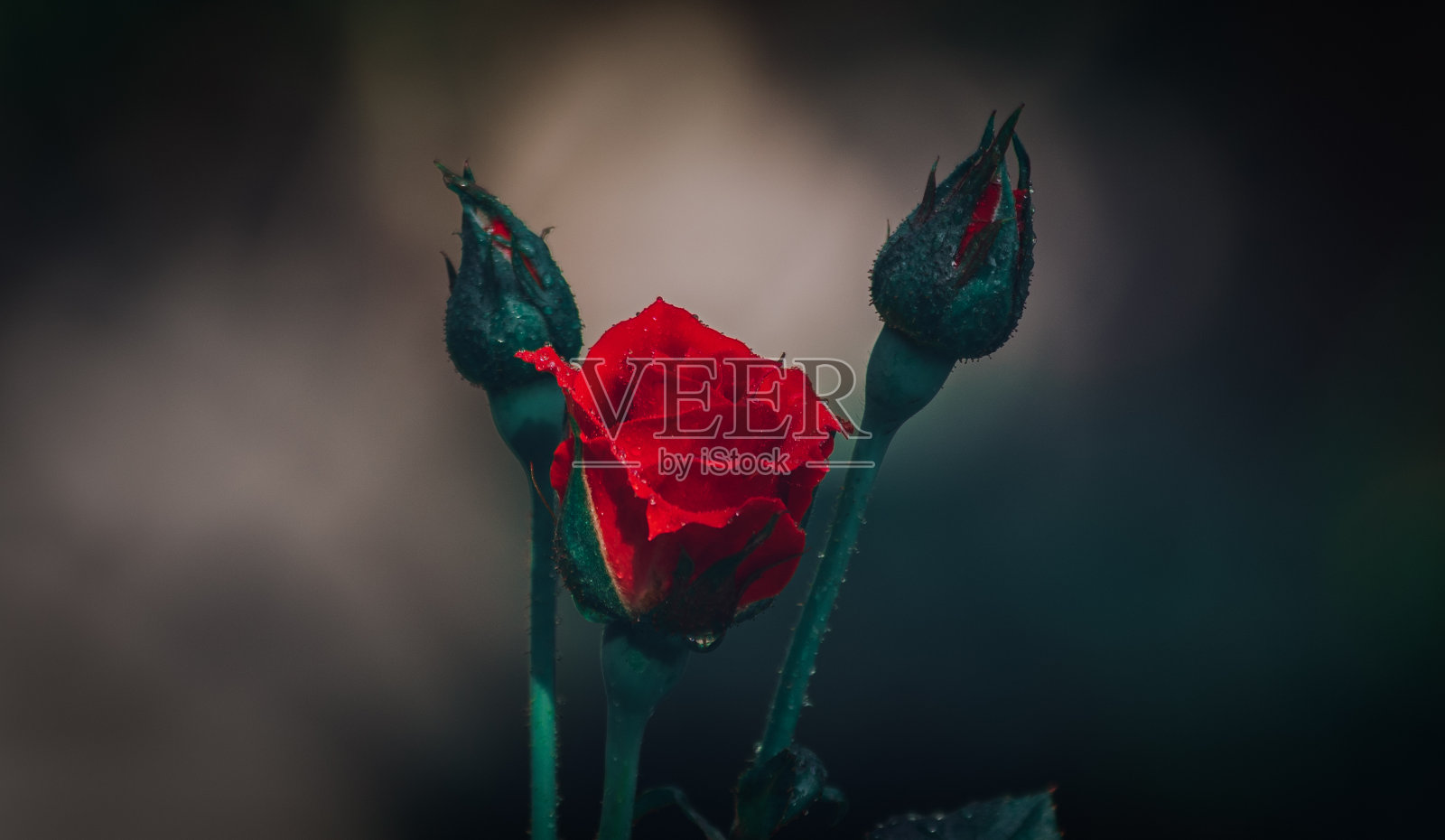 红色玫瑰花和两侧的两个玫瑰花蕾，在黑暗的背景中。两边留下的空白用于添加文字或诗歌，照片摄影图片