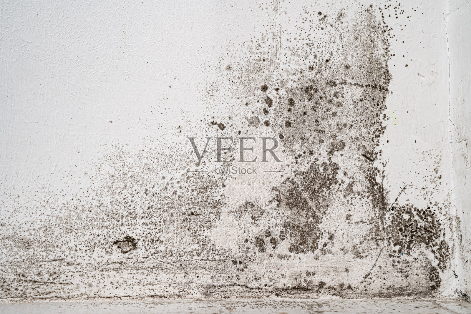 白墙黑霉。对人类健康有害的真菌照片摄影图片