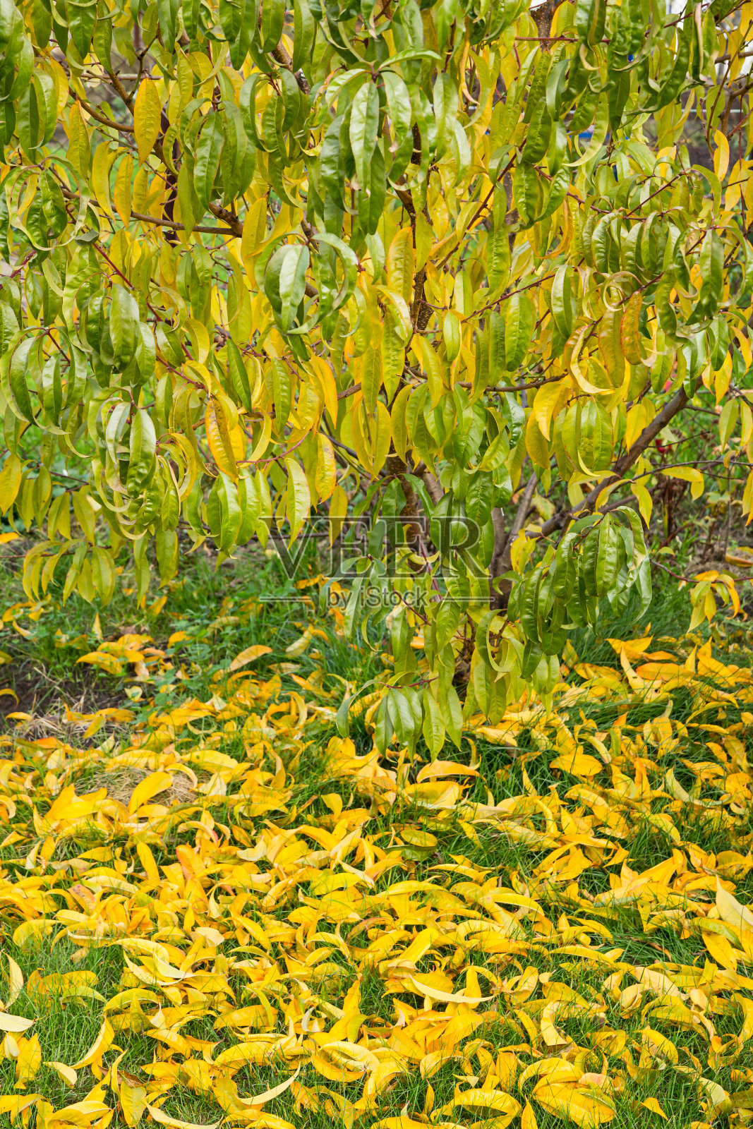 秋天油桃叶黄绿相间。照片摄影图片