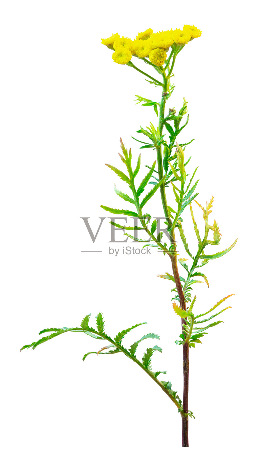 檀香(Tanacetum vulgare)枝上有花照片摄影图片
