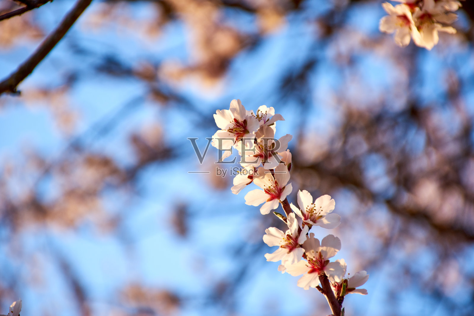 春季杏仁花的宏观视图与一个失焦的背景。花有白色，粉红色和紫色的花瓣。植物的绿芽。托儿所照片摄影图片