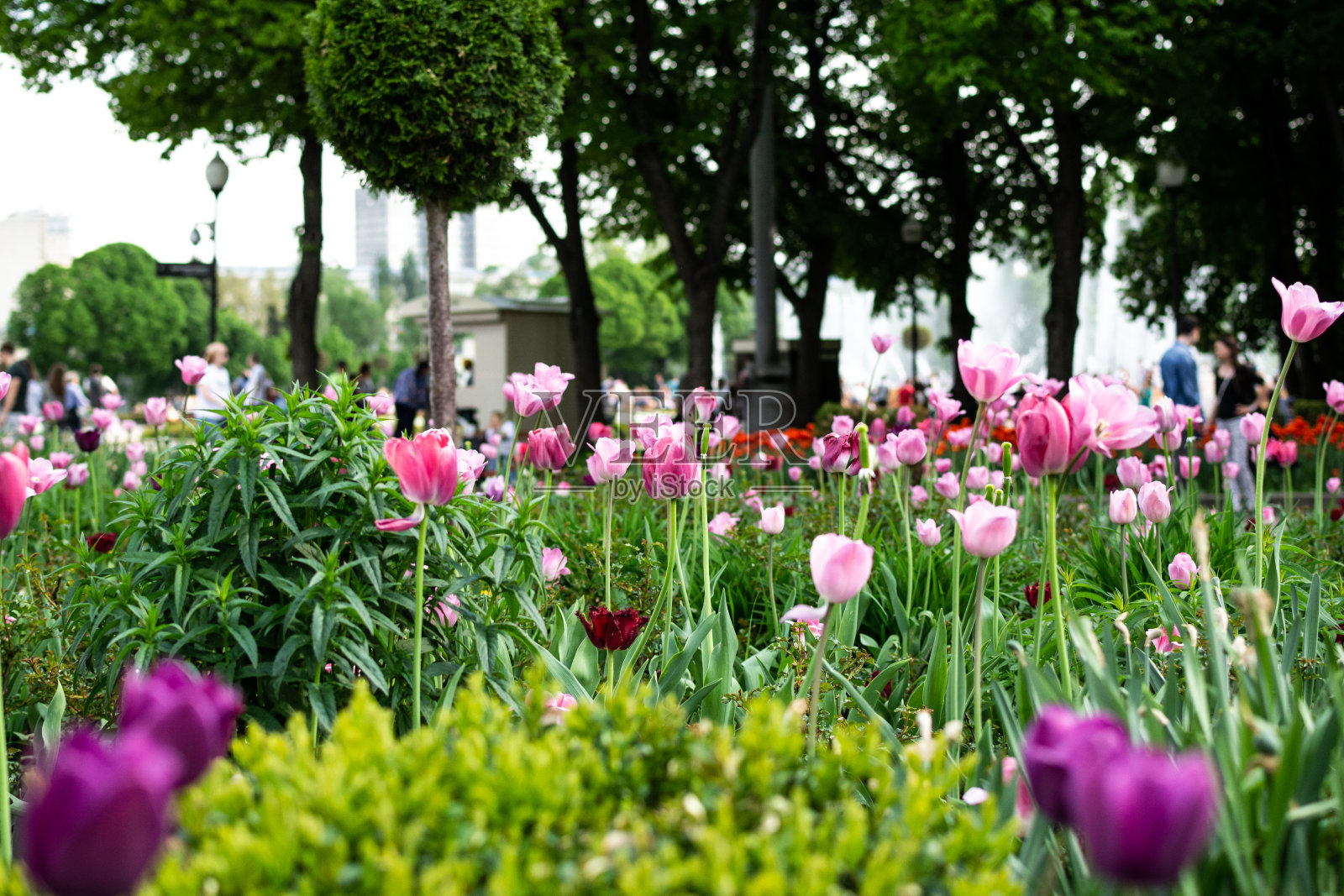 美丽的花园，嫩粉色郁金香，春天的时间照片摄影图片