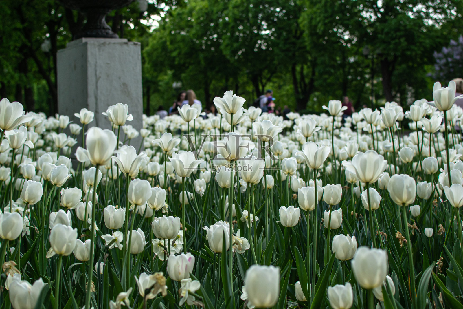 美丽的白色郁金香花园，郁金香田照片摄影图片