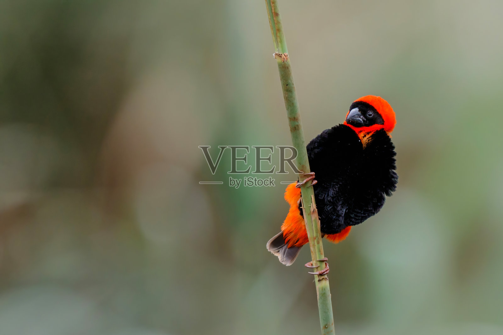 栖息在芦苇秆上的红主教鸟照片摄影图片
