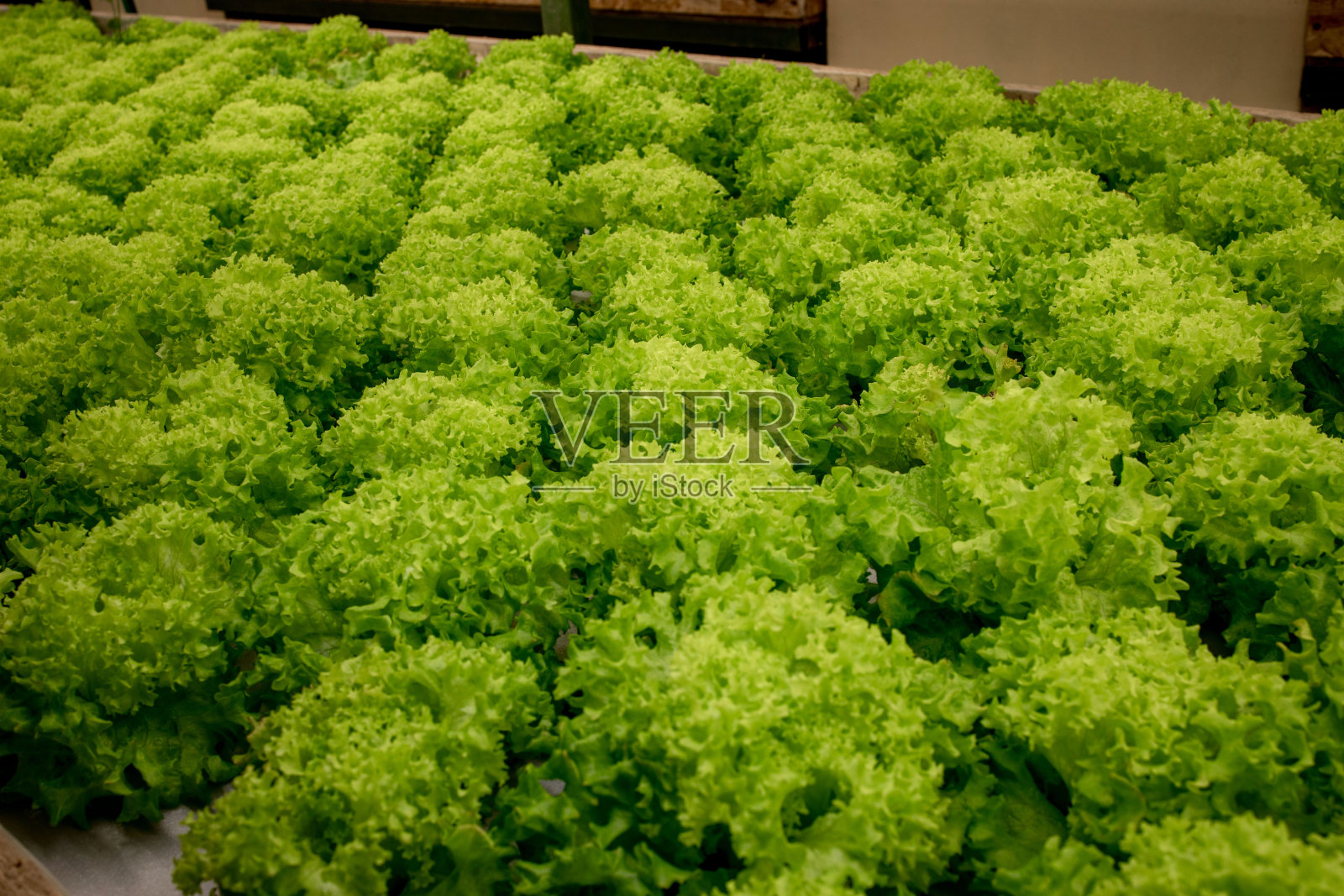 新鲜的莴苣叶，特写。生菜沙拉植物，水培蔬菜叶片。有机食品、农业和水培概念。照片摄影图片