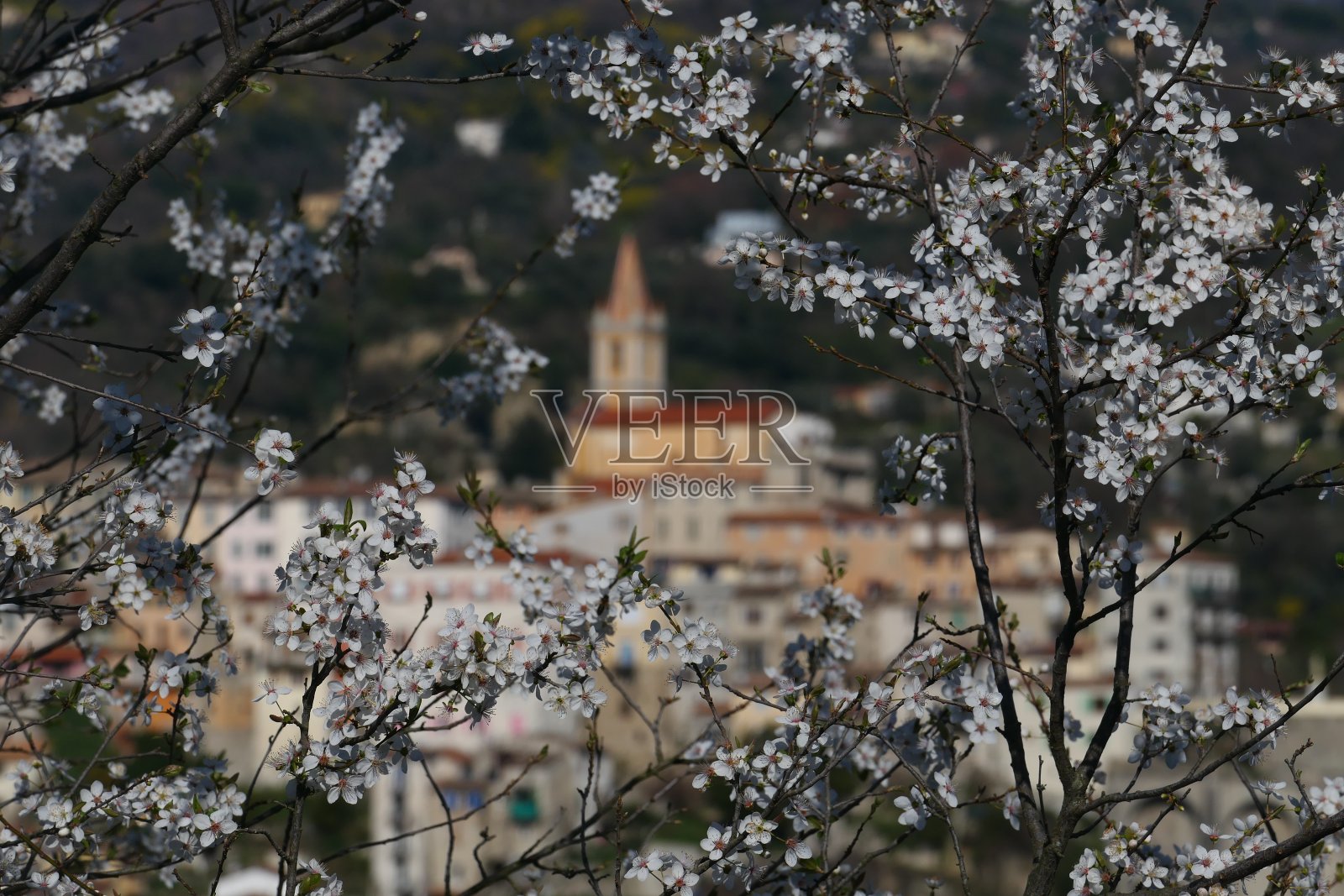 康蒂斯村，在一棵开花的树后面照片摄影图片