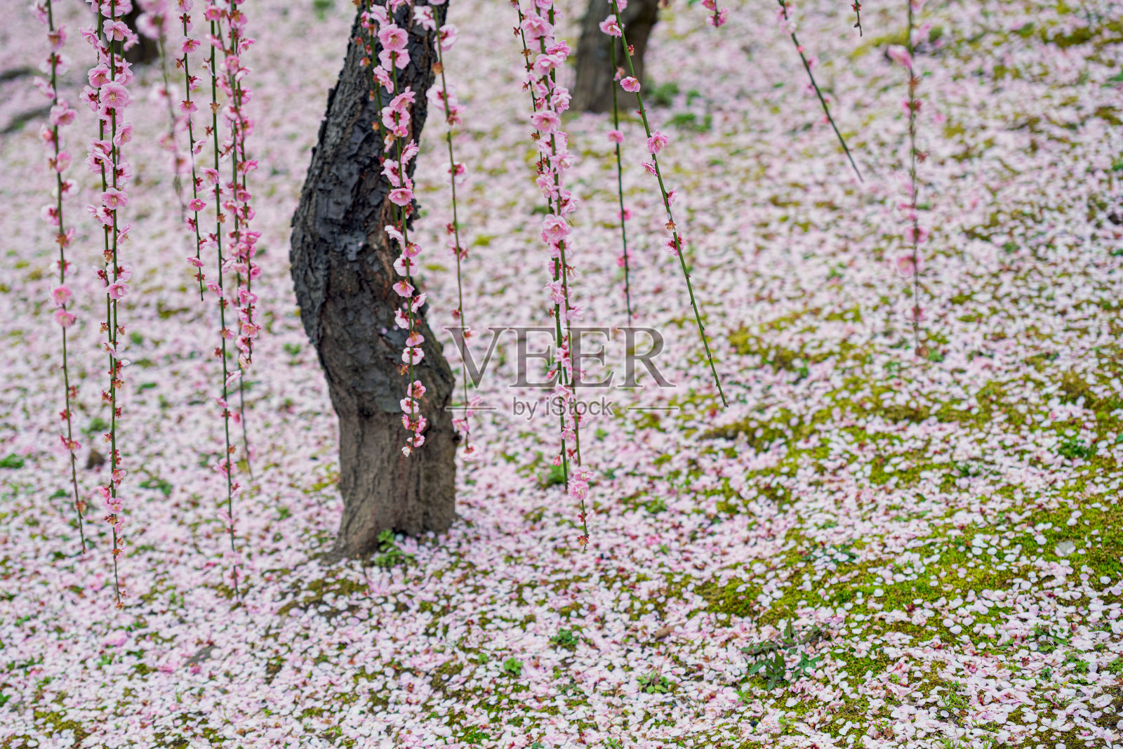 垂挂的李树盛开着照片摄影图片