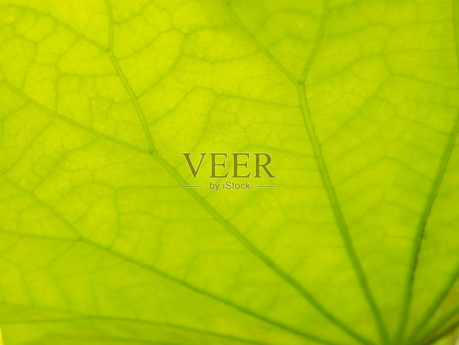 荷叶枝干摘要照片摄影图片