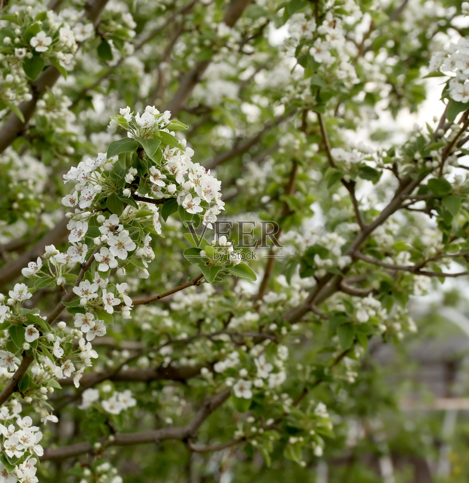 春花在绿色模糊的背景上照片摄影图片