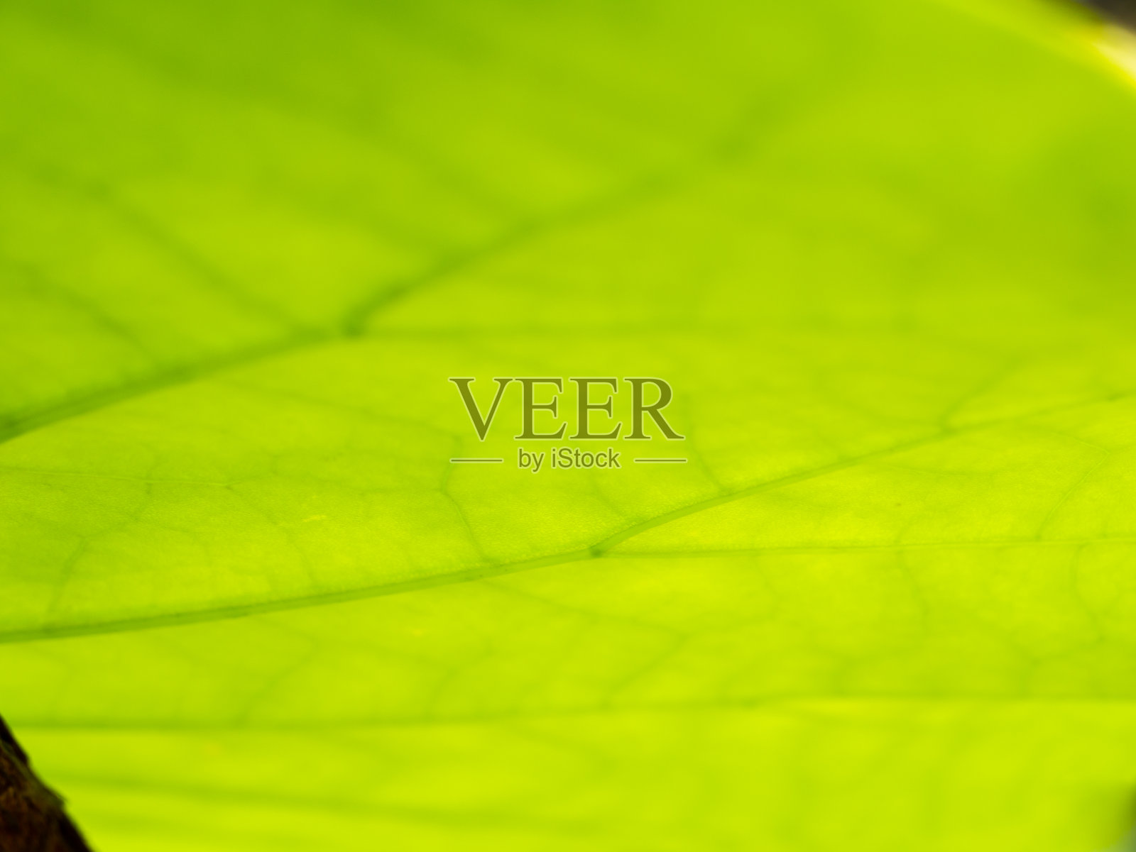 荷叶枝干摘要照片摄影图片