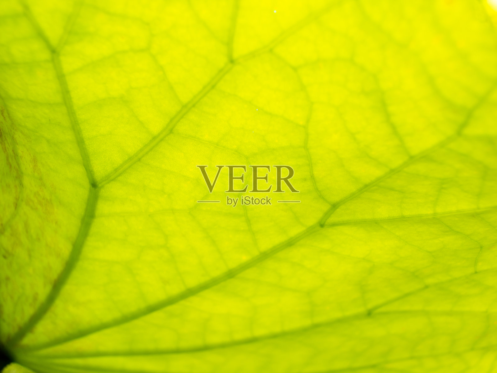 荷叶枝干摘要照片摄影图片