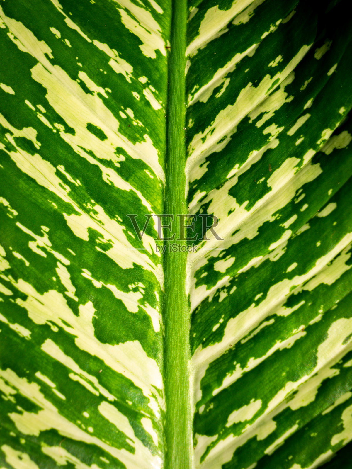 哑甘蔗叶的图案照片摄影图片