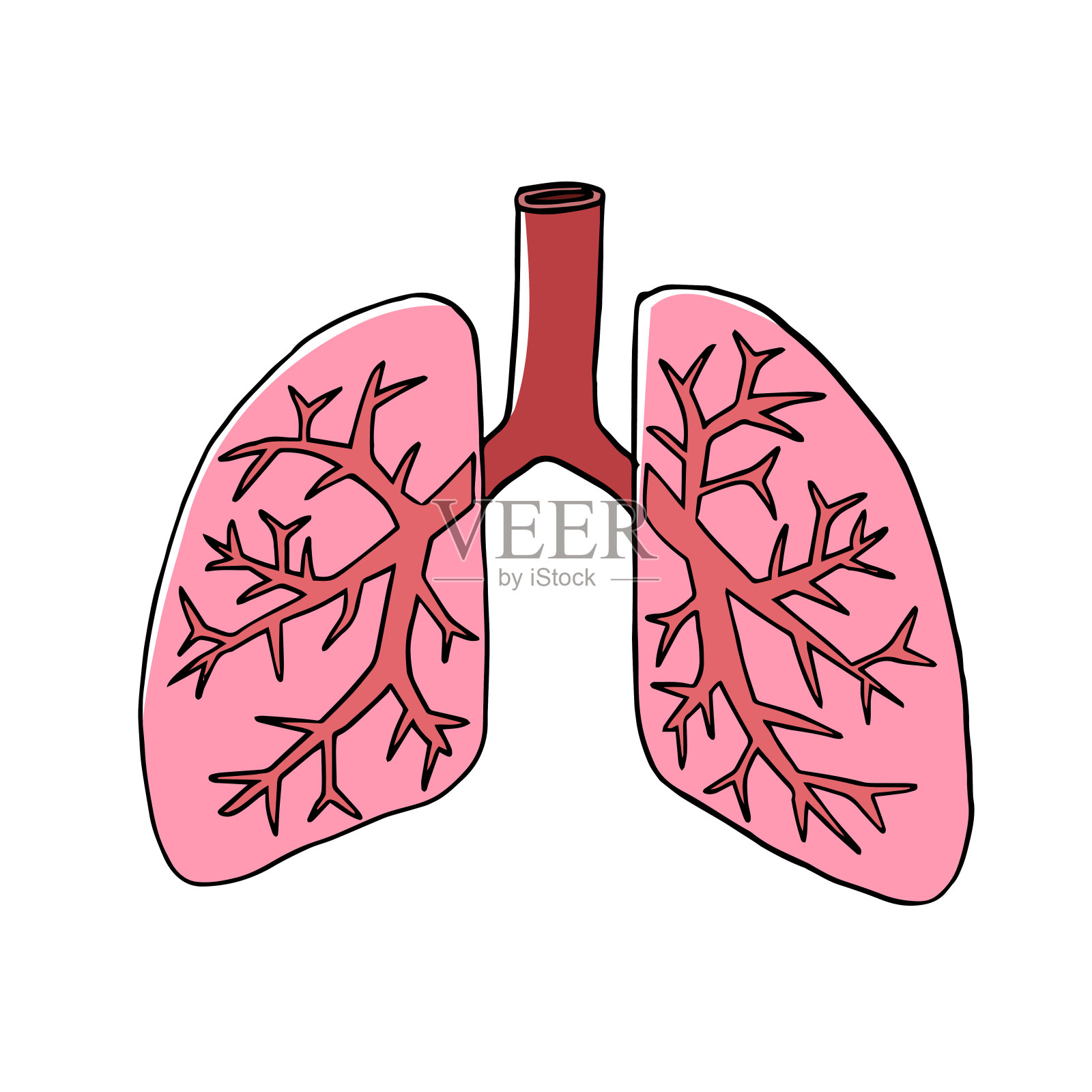 健康的肺插画图片素材