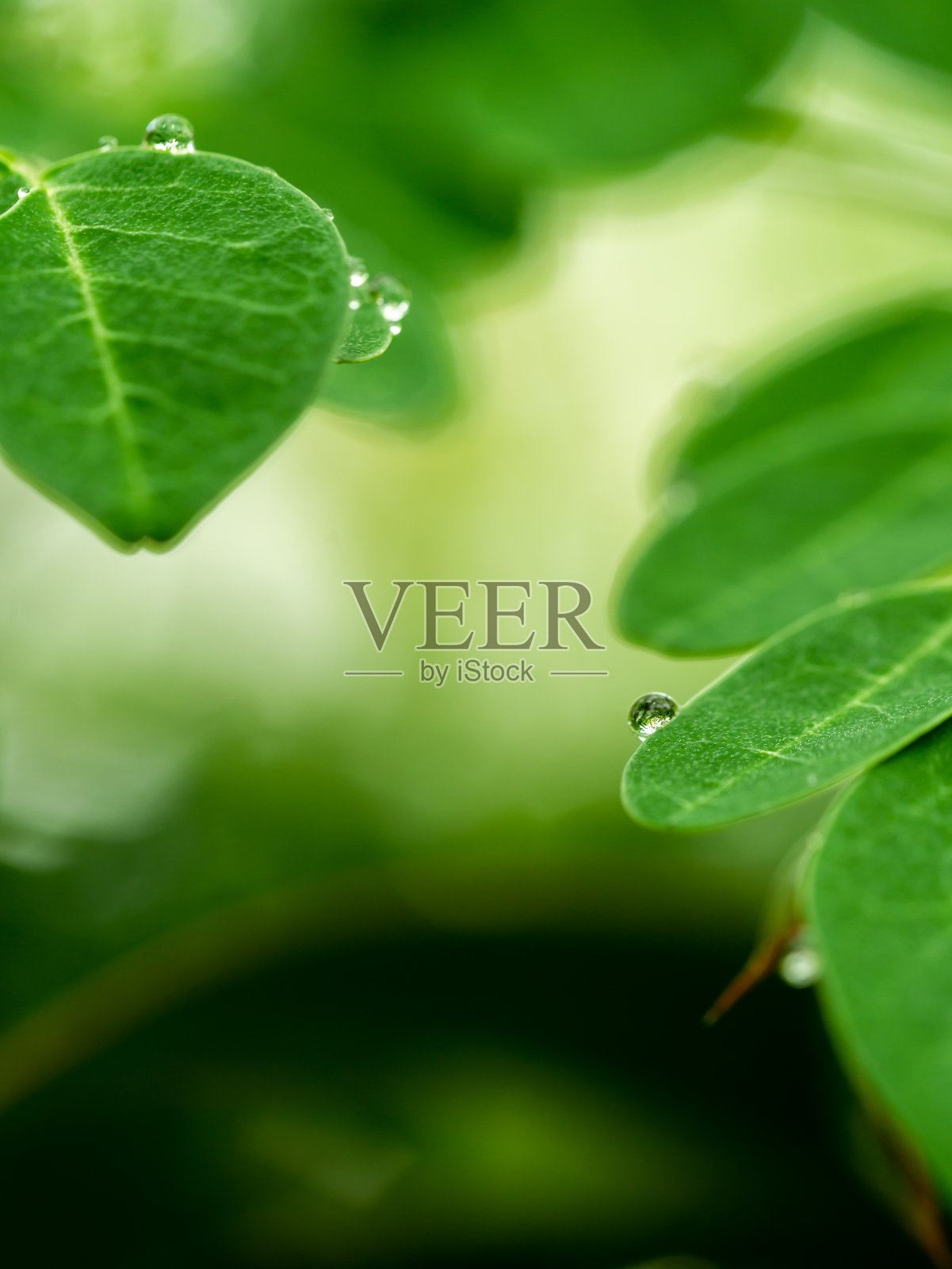 雨滴落在辣根树叶上照片摄影图片