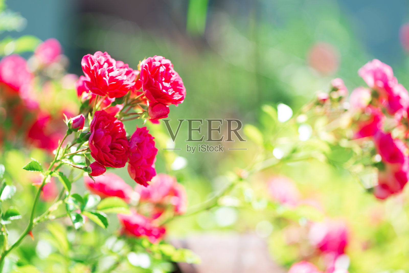 盛开的粉红蔷薇背景。软焦点照片摄影图片