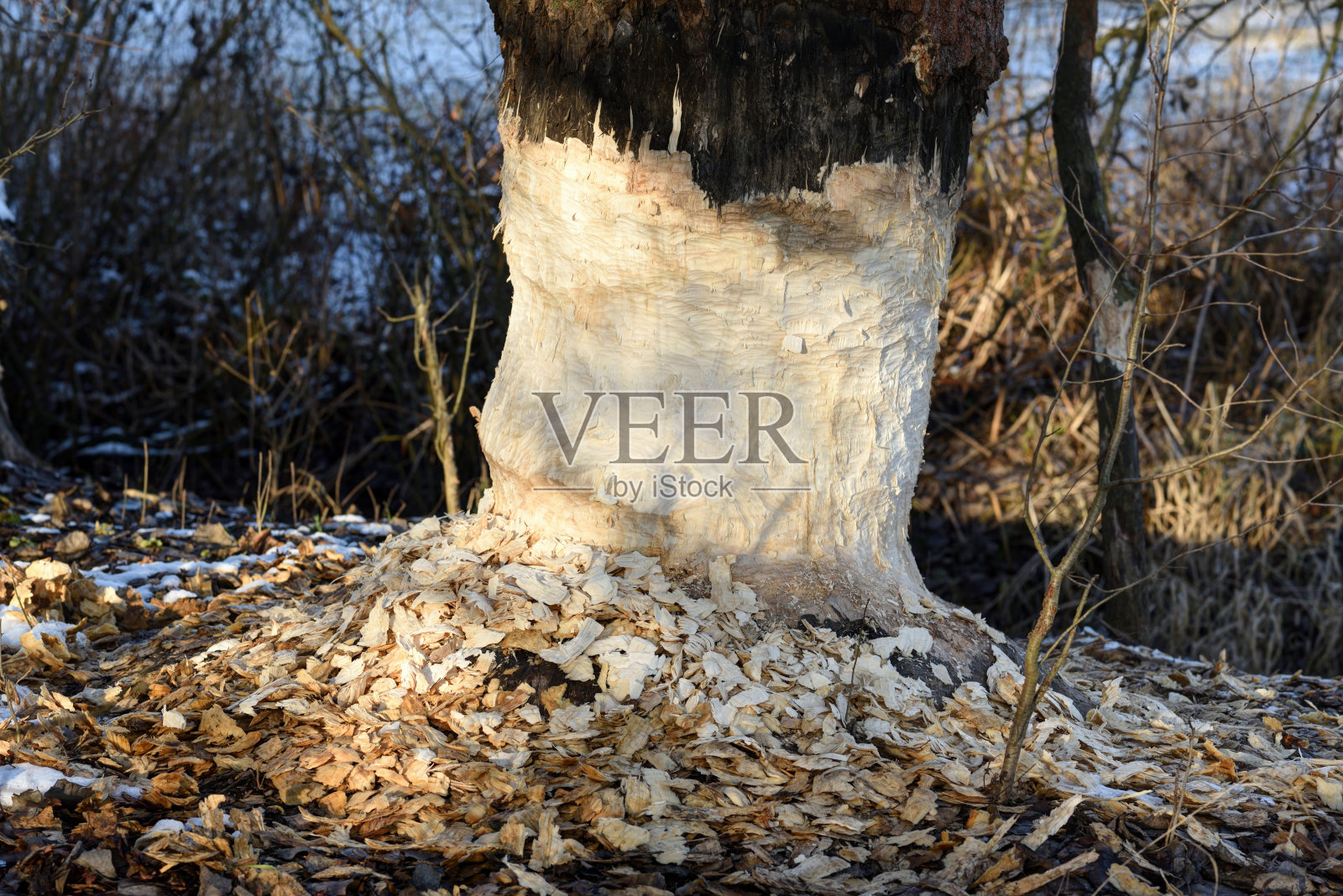 海狸照片摄影图片