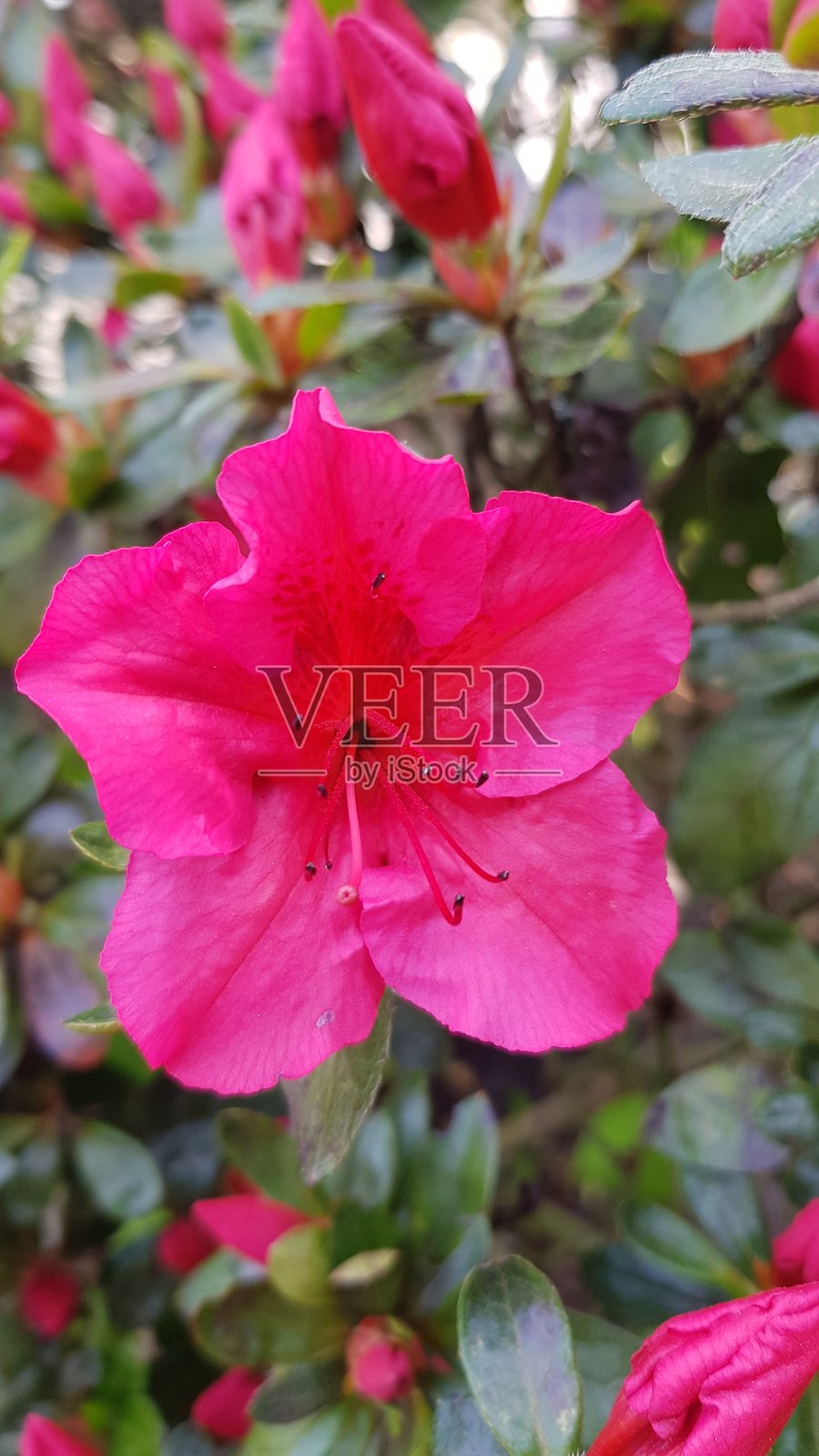 粉红色的杜鹃花花丛照片摄影图片