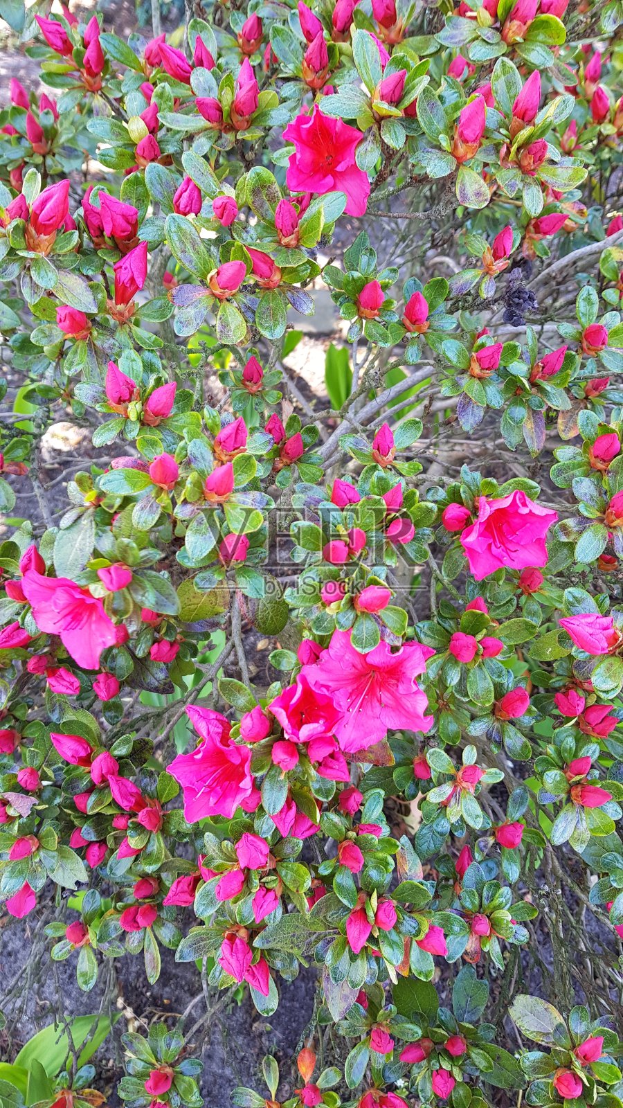 粉红色的杜鹃花花丛照片摄影图片