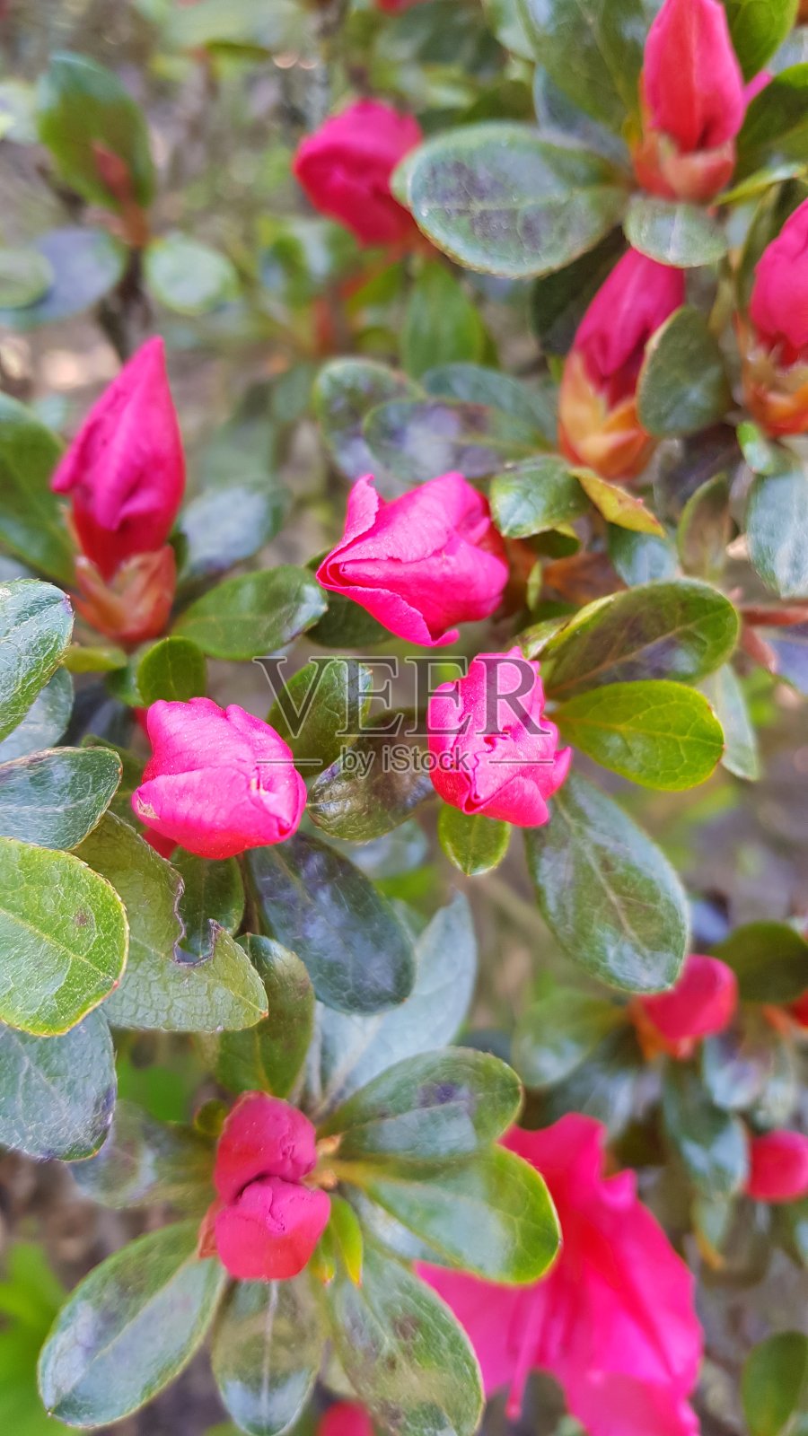 粉红色的杜鹃花花丛照片摄影图片
