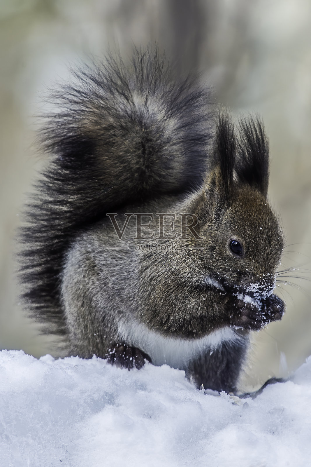 红松鼠，欧亚红松鼠或Ezo红松鼠，Sciurus vulgaris，是树松鼠的一种。红松鼠是一种栖息在树上的杂食性啮齿动物，在欧亚大陆很常见。北海道岛的亚种是东方体。Kussh湖附近照片摄影图片