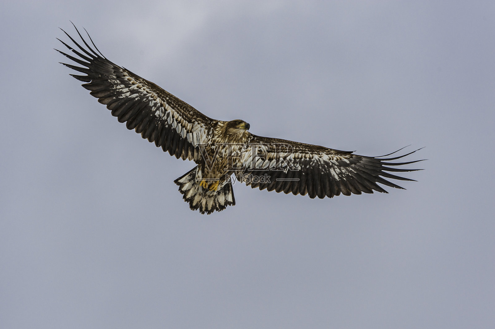 白尾鹰，大比目鱼，白尾海鹰。它是鹰科的一种大型猛禽。它被认为是秃鹰的近亲，在欧亚大陆占有同样的生态位。日本北海道岛钏路照片摄影图片