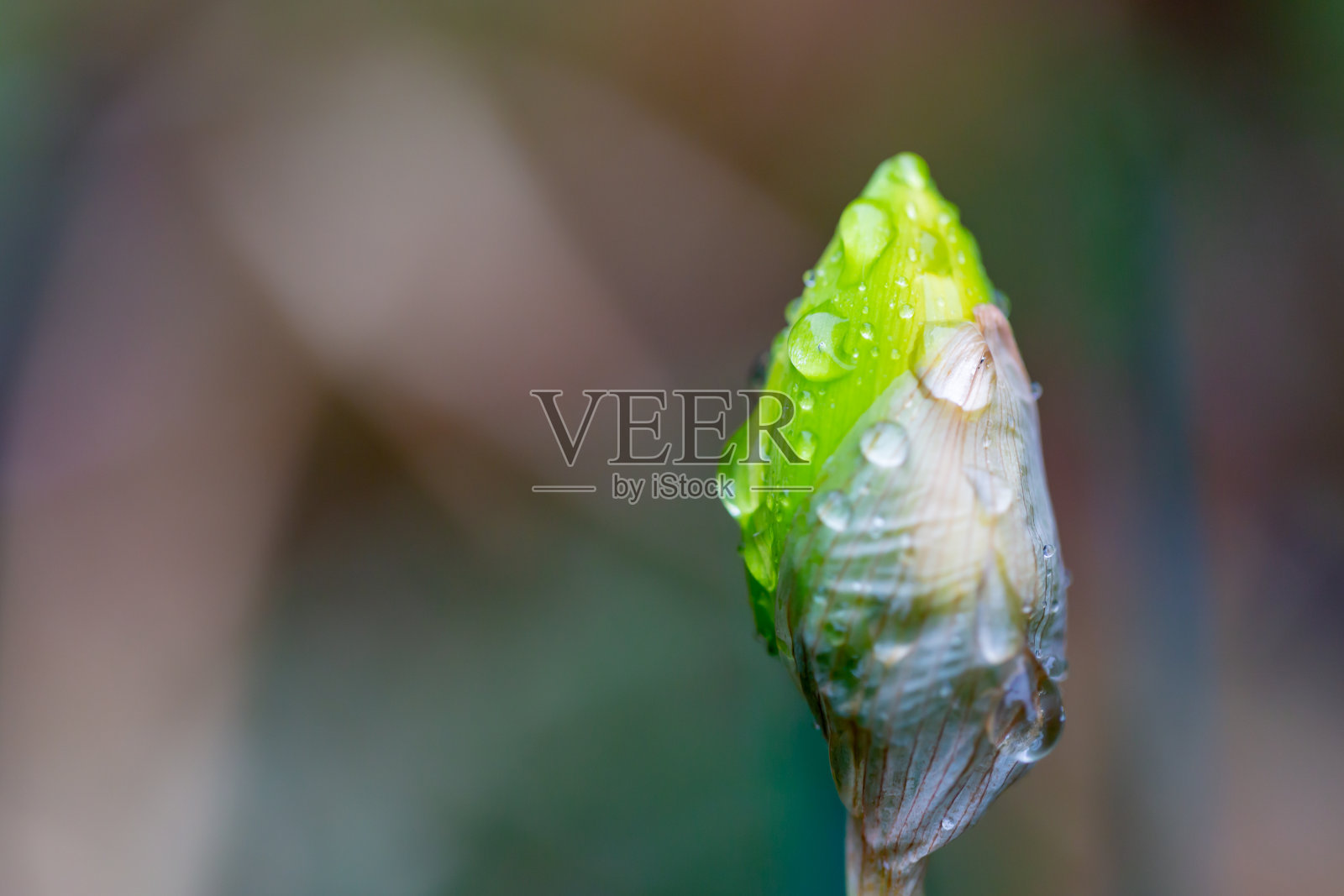 雨湿的味蕾照片摄影图片