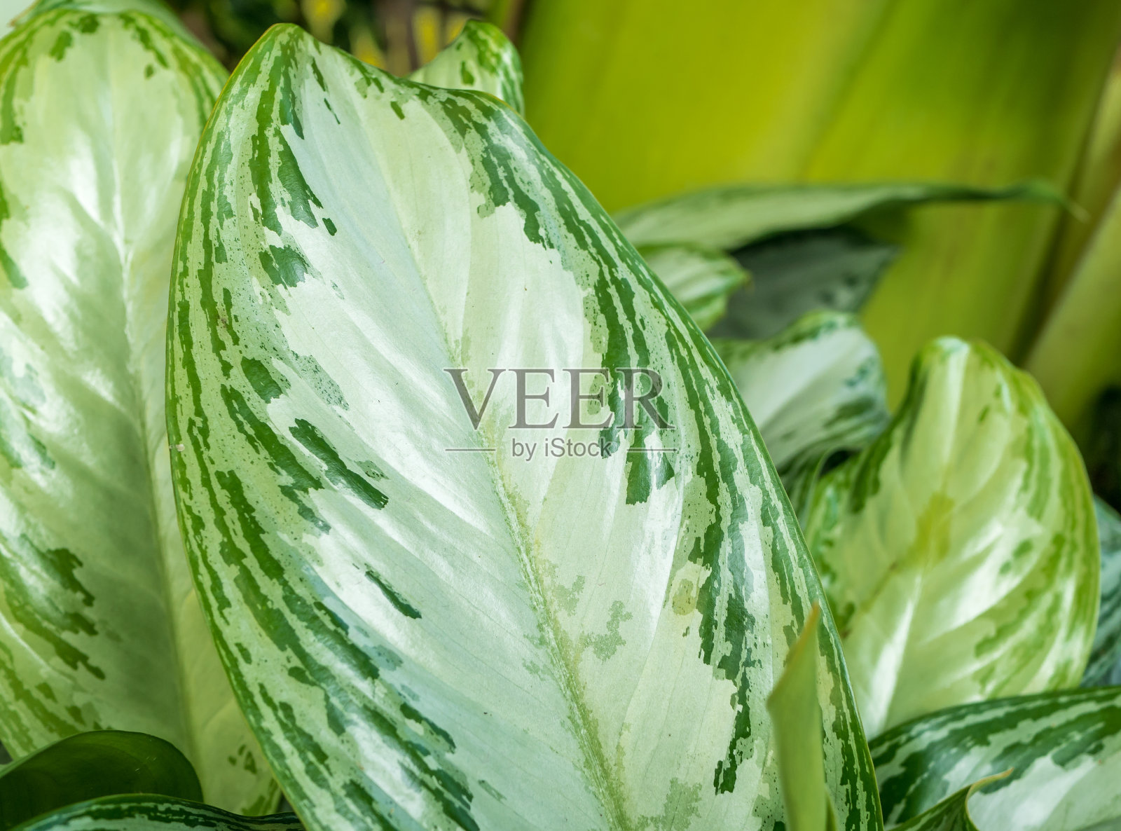 近藤属一常绿多年生观赏植物照片摄影图片