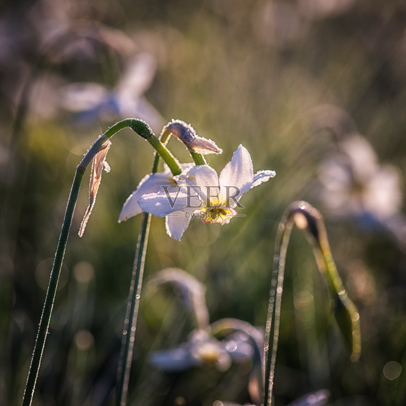 美丽的白色水仙花或水仙花在晨霜中，自然花的春天背景照片摄影图片