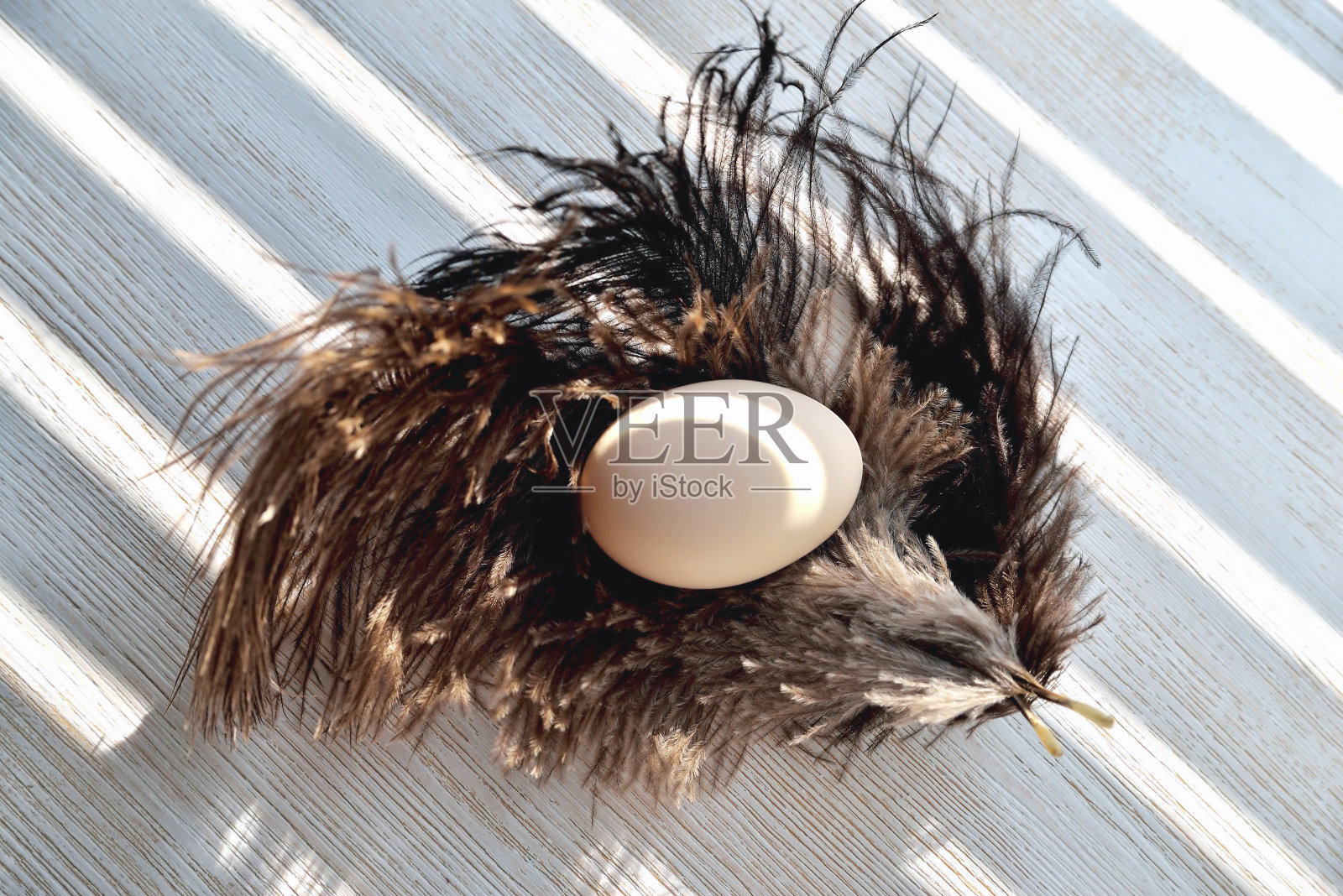 蛋躺在鸵鸟羽毛上，背光，天然木材背景照片摄影图片