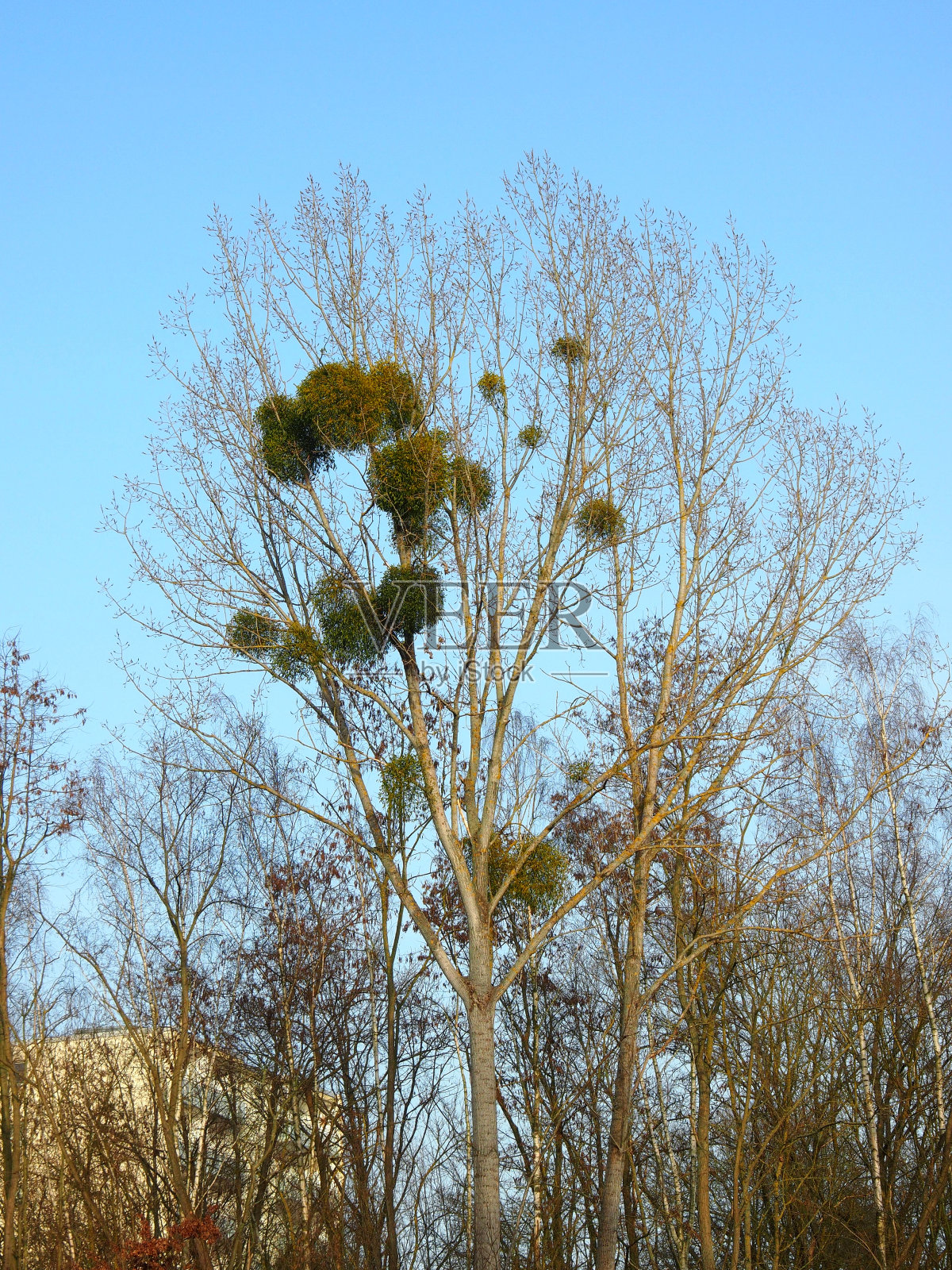 高树上的槲寄生照片摄影图片