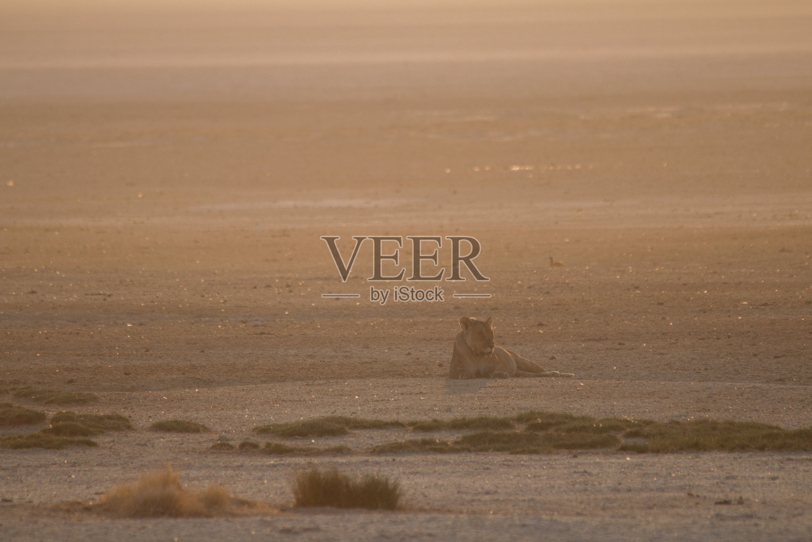 非洲纳米比亚Etosha pan沙丘上的狮子照片摄影图片