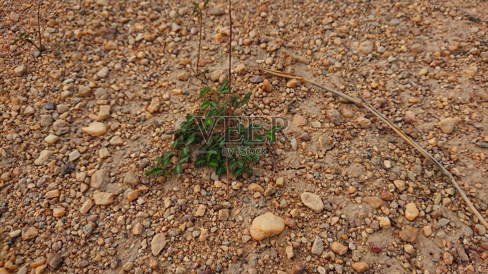 多尘的红沙和大片的沙漠植物照片摄影图片