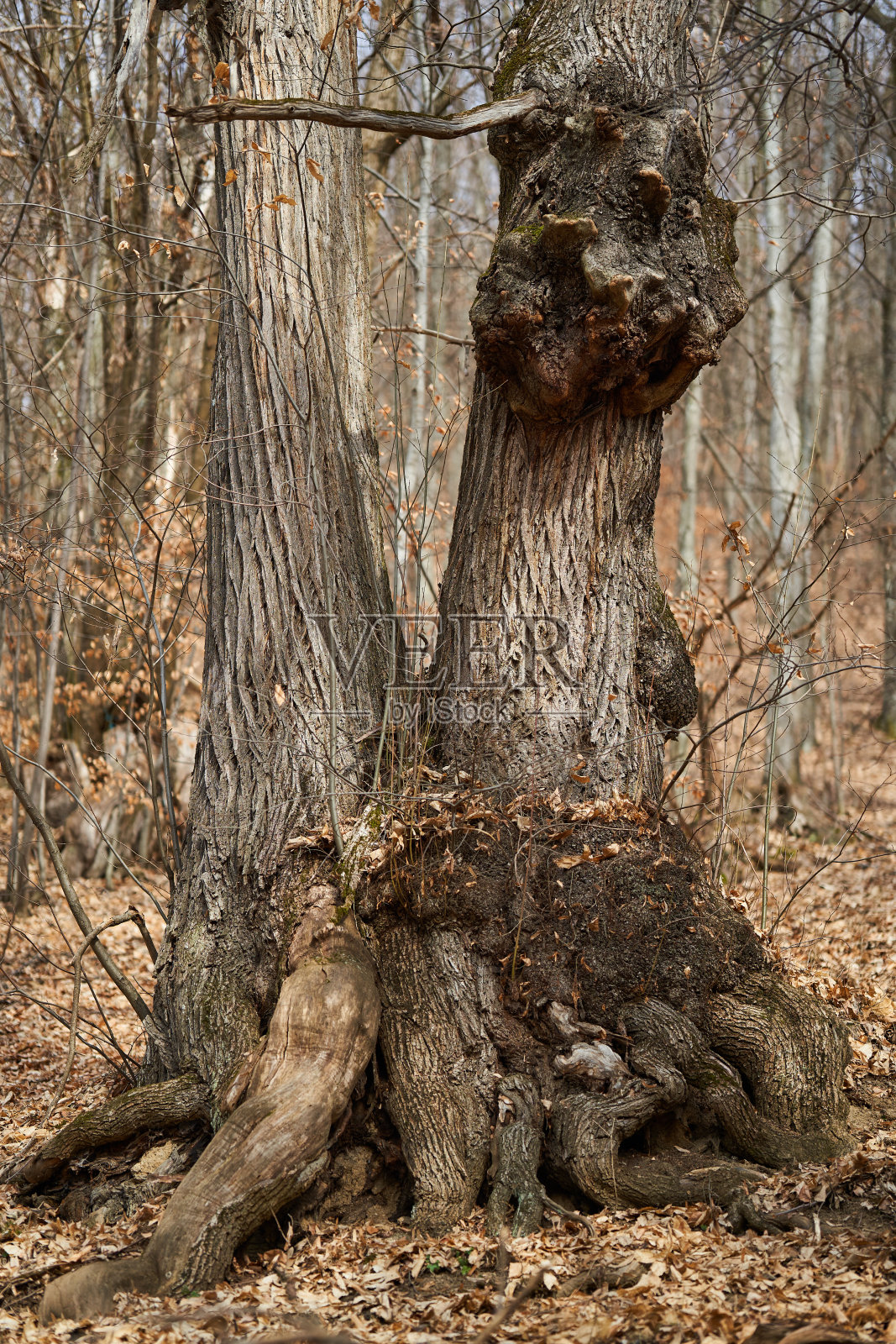 冬天光秃秃的树木照片摄影图片