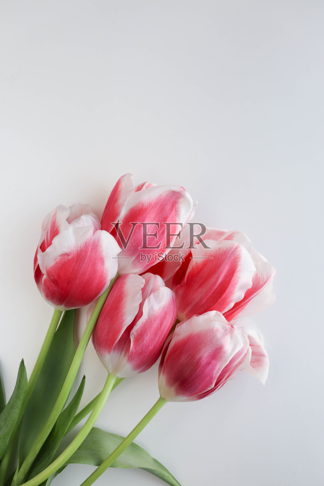 模型贺卡。美丽的郁金香花束和文字空间照片摄影图片